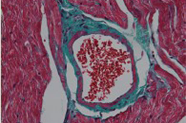 特殊染色技術服務